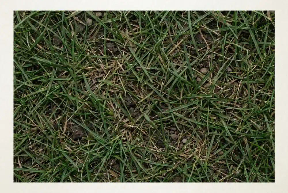 An illustration of lawn grass filling the frame, seen close up from just above the blades, with dead stems visible at the base.
